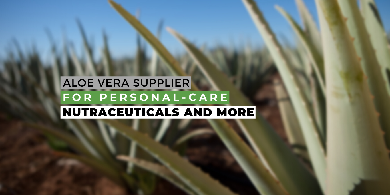 ACAP can be your official aloe vera supplier ACAP can be your official aloe vera supplier_Blog Image