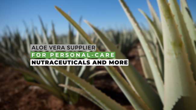 ACAP can be your official aloe vera supplier ACAP can be your official aloe vera supplier_Blog Image