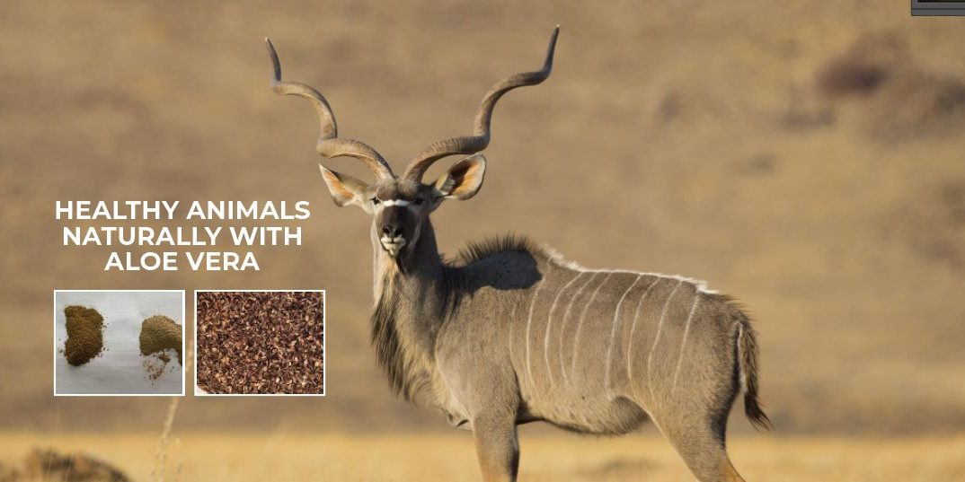 alove_vera_animal_feed_healthy