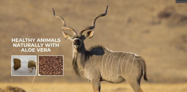 alove_vera_animal_feed_healthy